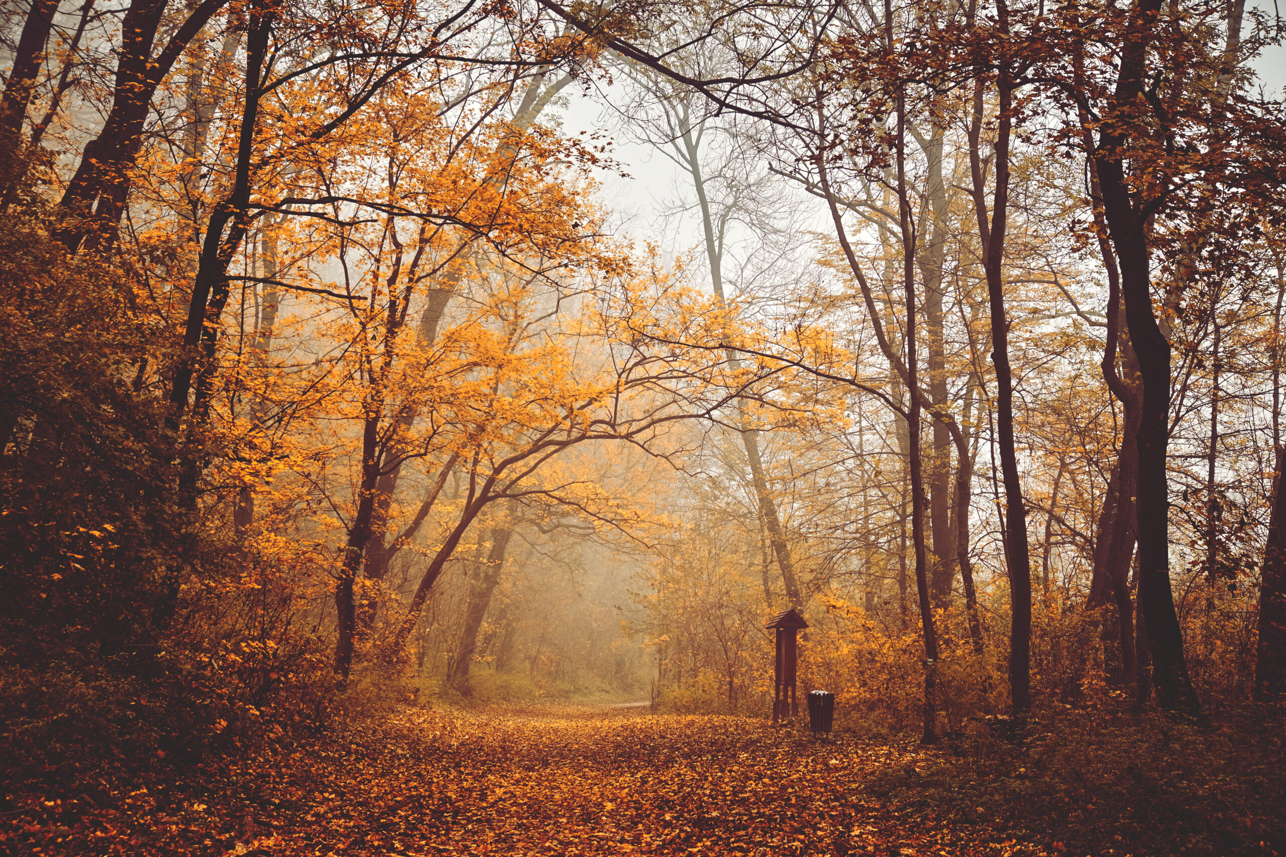 Herbst – Warum verändert sich die Farbe der Blätter