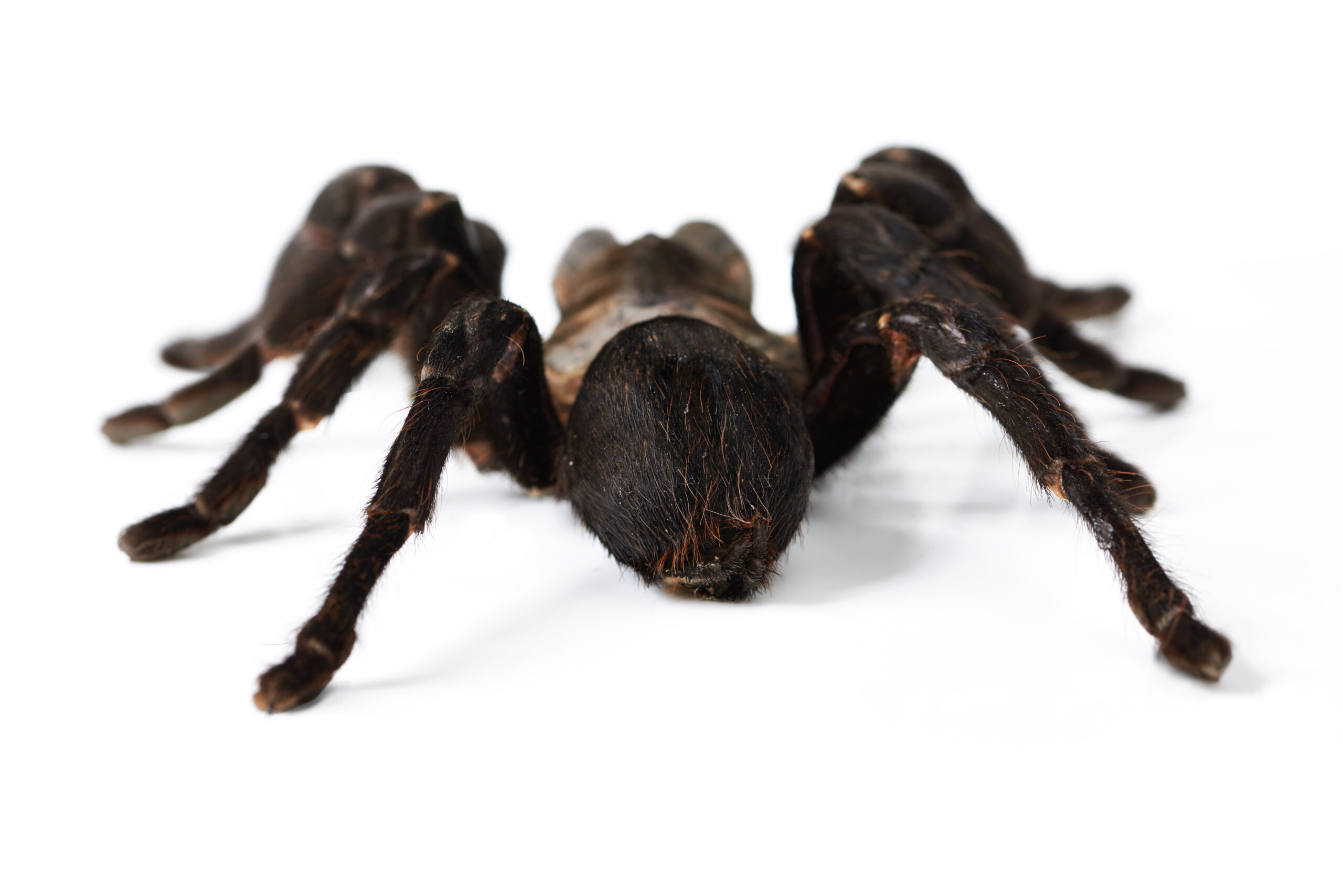 Arachniden Arachnide Riesen Spinnen in Deutschland Spinne riesenspinnen riesenspinne giftig