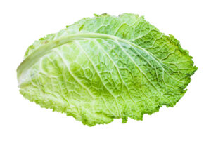 green leaf of savoy cabbage isolated on white