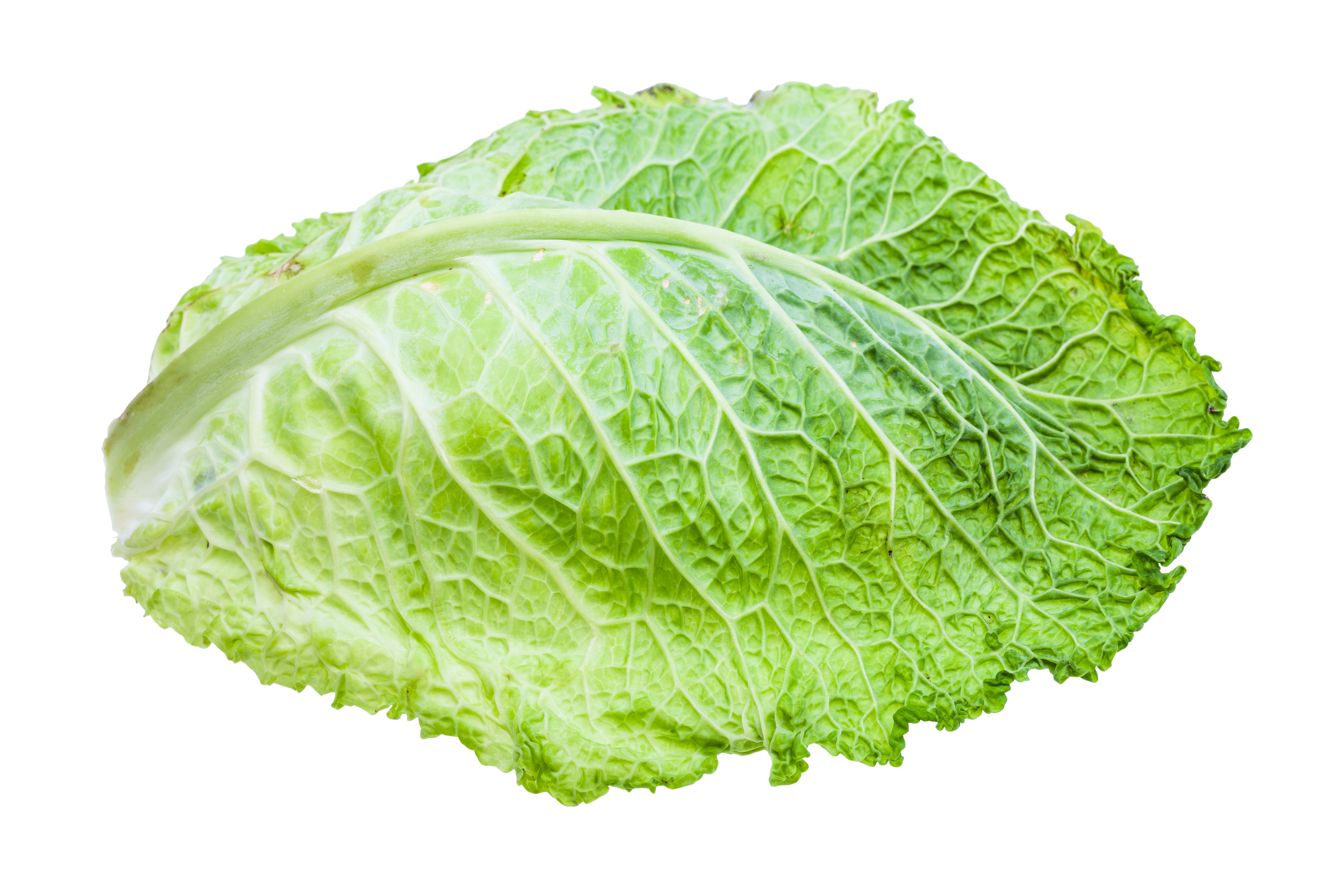 green leaf of savoy cabbage isolated on white